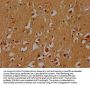 STXBP5 Antibody