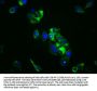 STXBP5 Antibody