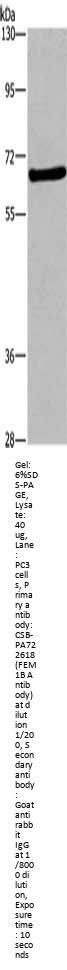 FEM1B Antibody
