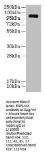 EGFLAM Antibody
