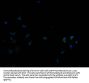 SLC22A10 Antibody