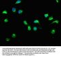HECTD3 Antibody