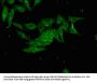 FHL5 Antibody