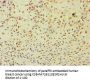 Rabbit anti-human Annexin A8-like protein 2 polyclonal Antibody(ANXA8L2)