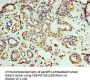 RNLS Antibody