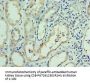 RNLS Antibody