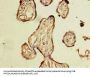 NXNL2 Antibody