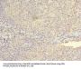 NXNL2 Antibody