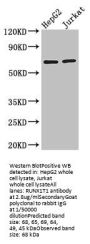 RUNX1T1 Antibody