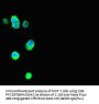Thrsp Antibody