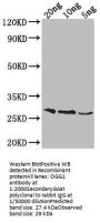 OGG1 Antibody