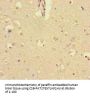 KCTD16 Antibody
