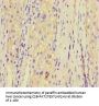 KCTD16 Antibody