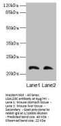 LGALS9C Antibody