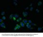 LDLRAD1 Antibody