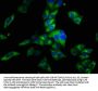 OBSCN Antibody