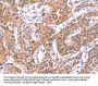 SERPINA5 Antibody