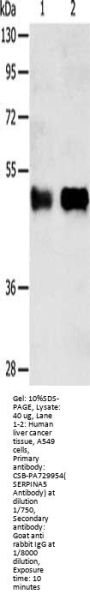 SERPINA5 Antibody