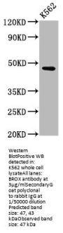 BROX Antibody