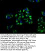 BROX Antibody