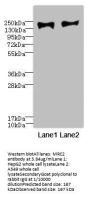 MRC2 Antibody
