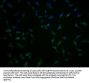 TBC1D3G Antibody