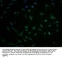 TBC1D3G Antibody