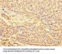 METTL21C Antibody