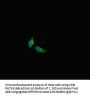 METTL21C Antibody