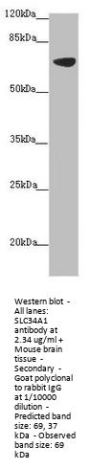 SLC34A1 Antibody