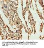 SLC34A1 Antibody