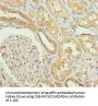 SLC34A1 Antibody