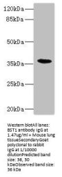 BST1 Antibody