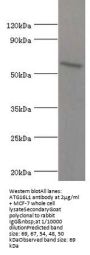 ATG16L1 Antibody