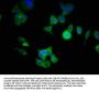 ATG16L1 Antibody