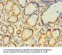 MRPL2 Antibody