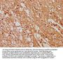 GPR107 Antibody