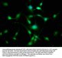 GPR107 Antibody