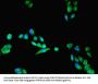 LYPLAL1 Antibody