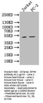 NCR3LG1 Antibody