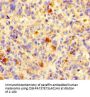 NCR3LG1 Antibody