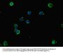 NCR3LG1 Antibody