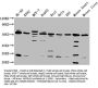 NCR3LG1 Antibody