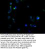 NCR3LG1 Antibody