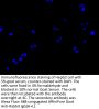 NCR3LG1 Antibody