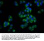 MCTP2 Antibody