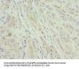 CIAPIN1 Antibody
