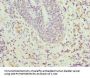 CIAPIN1 Antibody