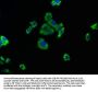 CAPRIN2 Antibody