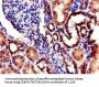 RPL22L1 Antibody